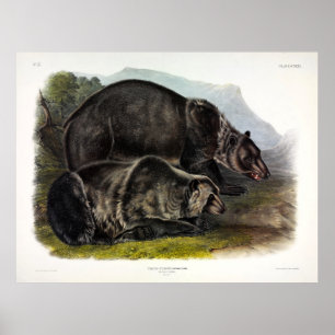 Affiche Grizzly Bear (Ursus arctos horribilis) par Audubon