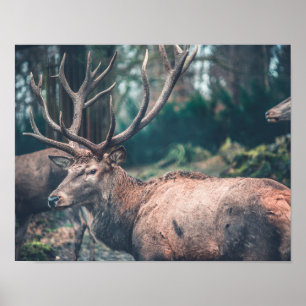 Affiche Gros cerfs Brown avec de gros colliers