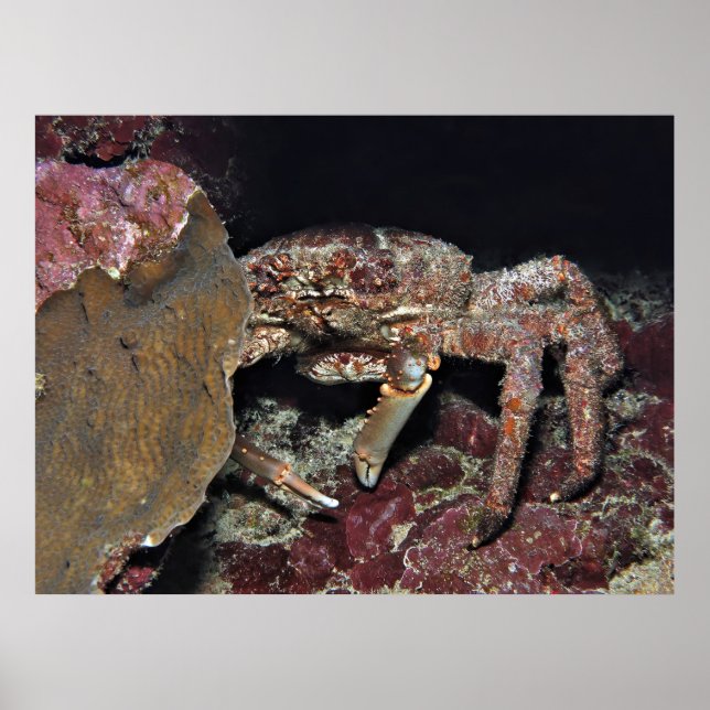 Affiche Gros crabe (Devant)
