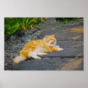 Affiche Gros gingembre et chat blanc