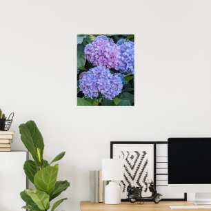 Affiche Gros Hortensia Beau Blooms Floral