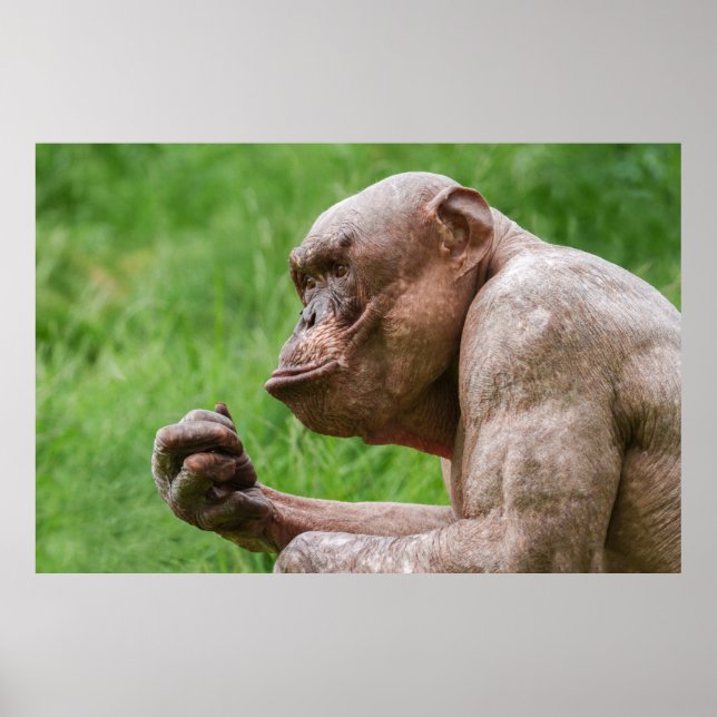 Affiche Gros plan Chimpanzé sans cheveux (Devant)