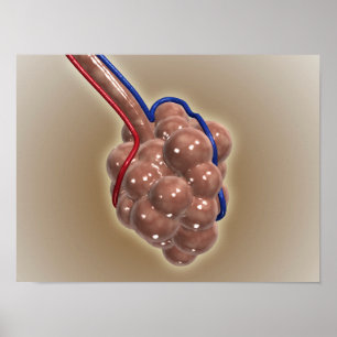 Affiche Gros Plan D'Alveolus
