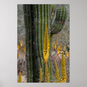 Affiche Gros Plan De Cactus Et D'Agave