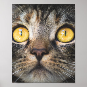 Affiche Gros plan de chat avec Yellow Eyes