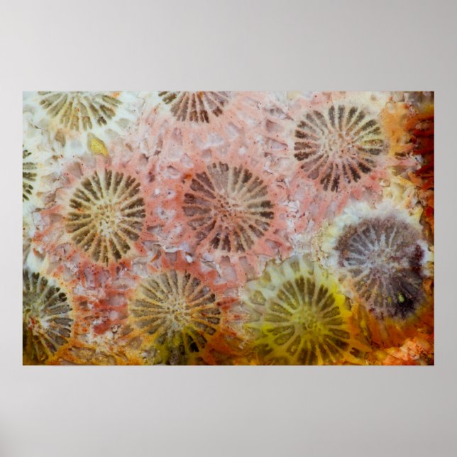 Affiche Gros plan de corail rose (Devant)