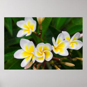 Affiche Gros plan de fleurs de la Plumeria, Hawaii