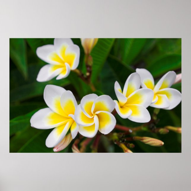 Affiche Gros plan de fleurs de la Plumeria, Hawaii (Devant)