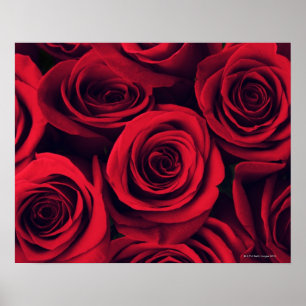 Affiche Gros plan de fleurs de rose rouge.