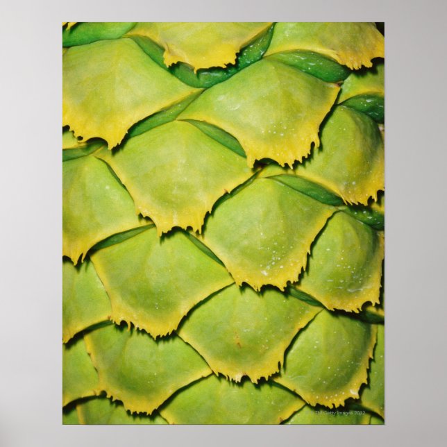 Affiche Gros plan de la texture et motif de l'arbre tropic (Devant)