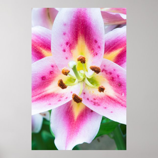 Affiche Gros plan de Lily (Devant)