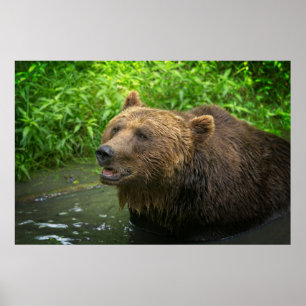 Affiche Gros plan de l'ours grizzli
