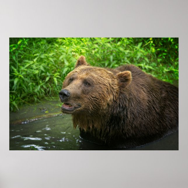 Affiche Gros plan de l'ours grizzli (Devant)