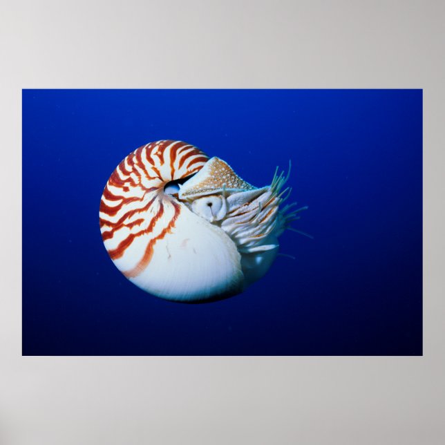 Affiche Gros plan de nautile à chambre (Devant)