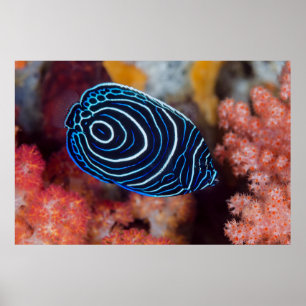 Affiche Gros plan de poisson-ange impérial