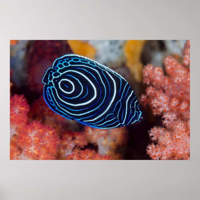 Affiche Gros plan de poisson-ange impérial (Devant)