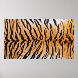 Affiche Gros plan de Tigre Indo-Chinois (Panthera)