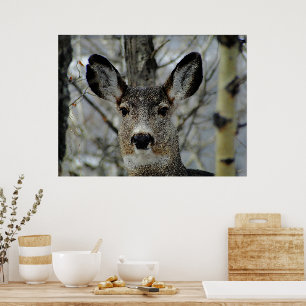 Affiche Gros plan de Winter Mule Deer