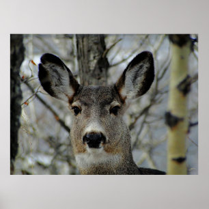 Affiche Gros plan de Winter Mule Deer