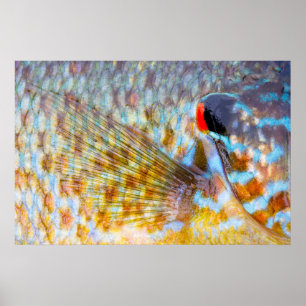 Affiche Gros plan d'écailles de poisson