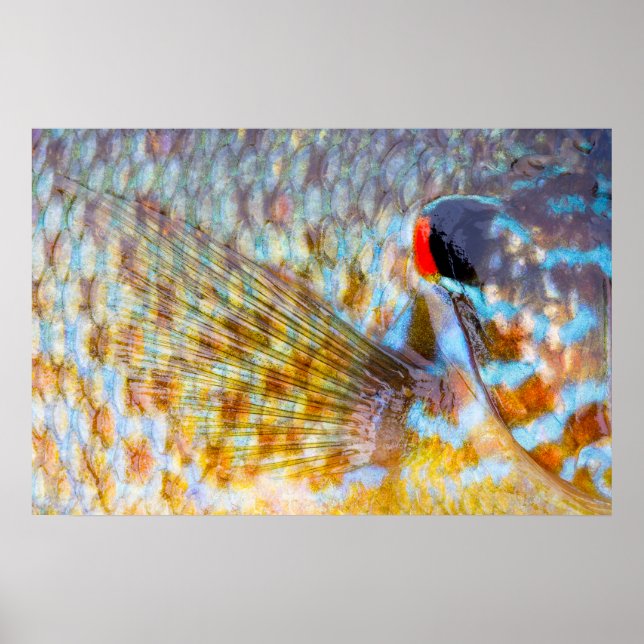 Affiche Gros plan d'écailles de poisson (Devant)