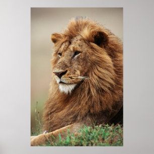 Affiche Gros plan du lion mâle