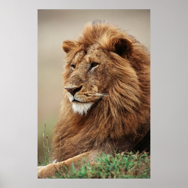 Affiche Gros plan du lion mâle (Devant)