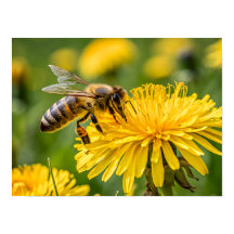 Gros plan d'une abeille à miel collectant du necta
