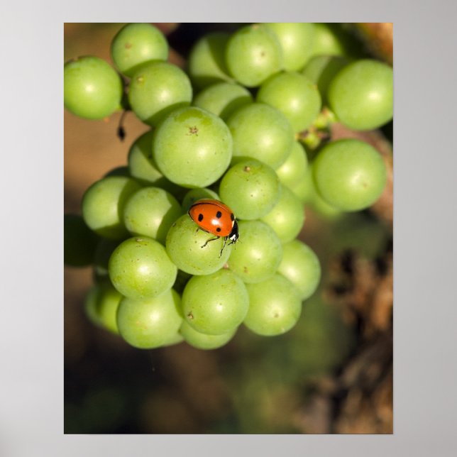 Affiche Gros plan d'une coccinelle sur des raisins verts P (Devant)