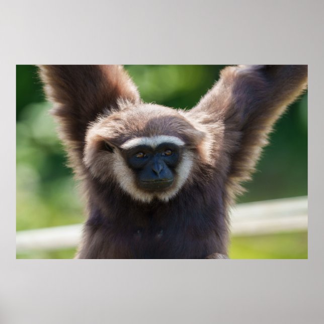 Affiche Gros plan d'une Gibbon pendante (Devant)