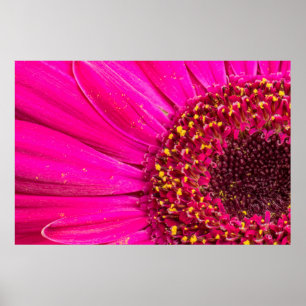 Affiche Gros plan d'une marguerite de Gerber