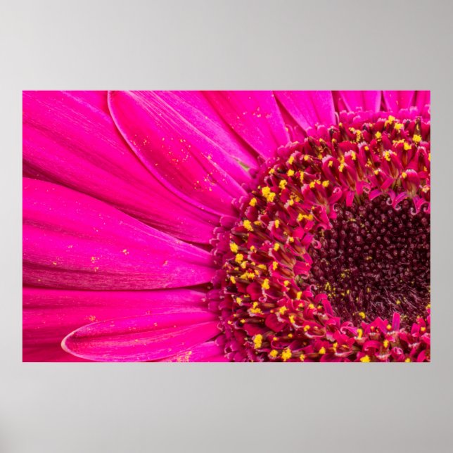 Affiche Gros plan d'une marguerite de Gerber (Devant)