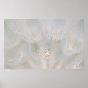 Affiche Gros plan d'une tête de semence, Canada