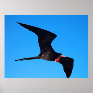 Affiche Gros plan Frigatebird
