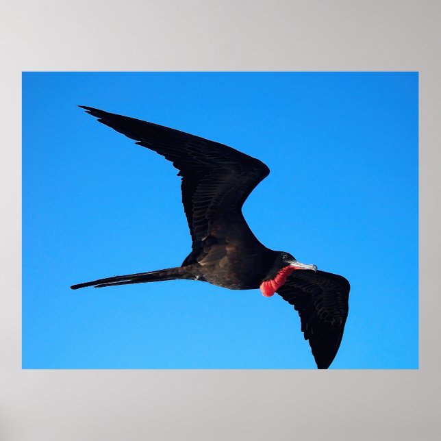 Affiche Gros plan Frigatebird (Devant)