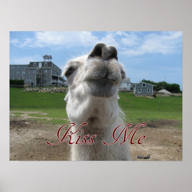 Affiche Gros plan Kiss Me Llama (Devant)