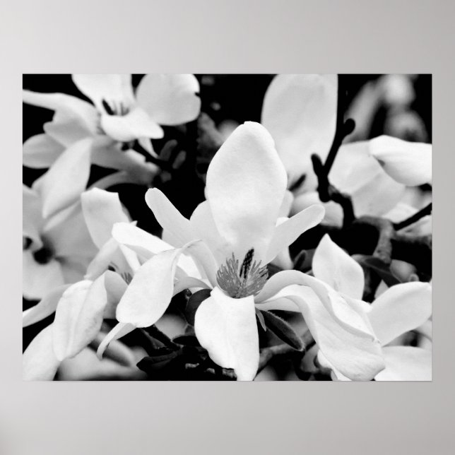 Affiche Gros plan Magnolia Blooms Art (Devant)