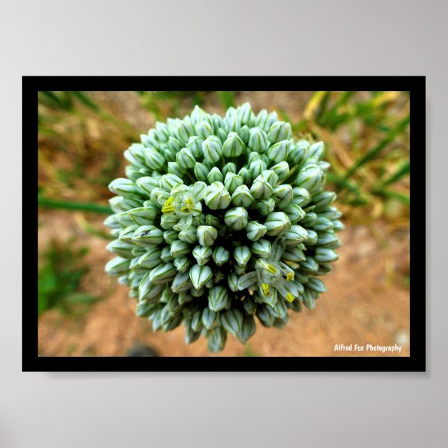 Affiche Gros plan sur Allium, fleur d'oignon sauvage (Devant)
