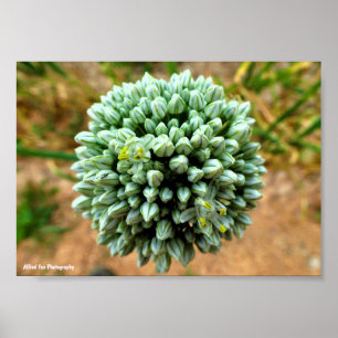 Affiche Gros plan sur Allium, fleur d'oignon sauvage