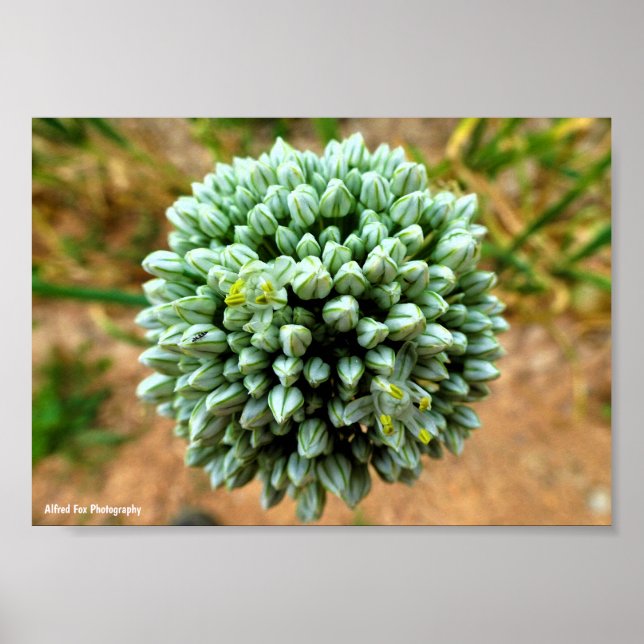 Affiche Gros plan sur Allium, fleur d'oignon sauvage (Devant)