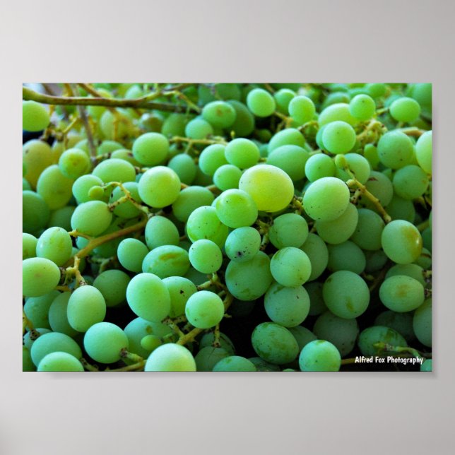 Affiche Gros plan sur des raisins blancs (Devant)