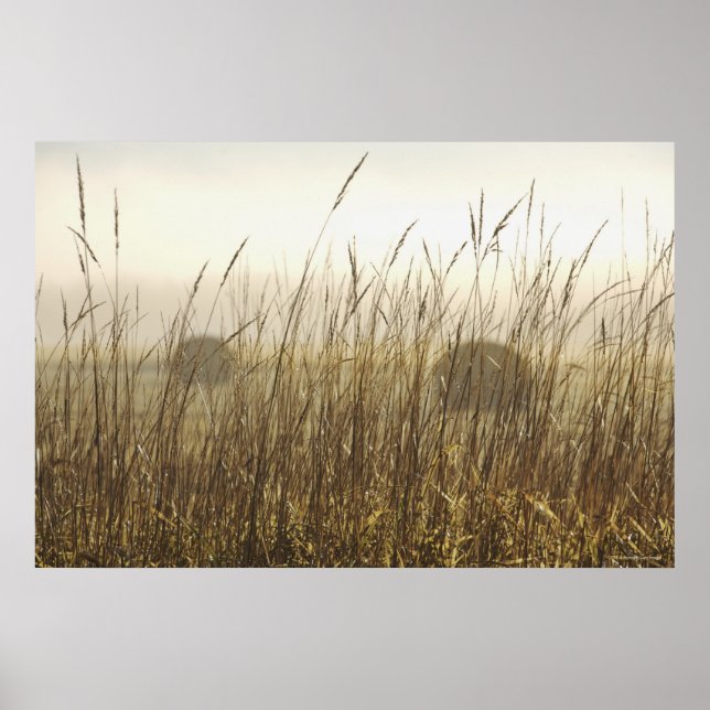 Affiche Gros plan sur la photographie du blé (Devant)