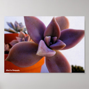 Affiche Gros plan sur la plante fantôme succulente