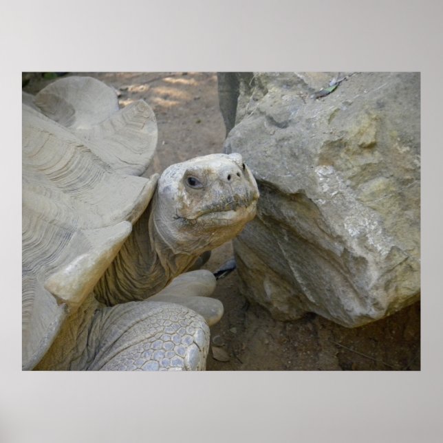 Affiche Gros plan sur la tortue du désert (Devant)