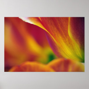 Affiche Gros plan sur le dessous de la fleur de tulipe, 4