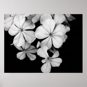 Affiche Gros plan sur les fleurs noires et blanches