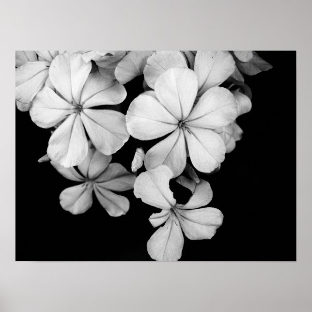 Affiche Gros plan sur les fleurs noires et blanches (Devant)