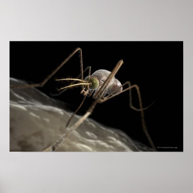 Affiche Gros plan sur les piqûres de moustiques 3d (Devant)