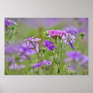 Affiche Gros plan sur Phlox de Drummond, Phlox drummondi,