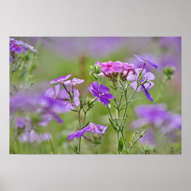 Affiche Gros plan sur Phlox de Drummond, Phlox drummondi,  (Devant)